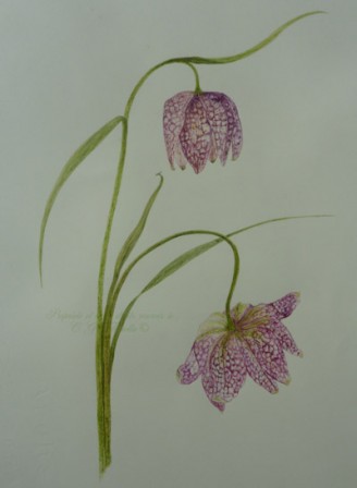 FRITILLAIREFINIE.jpg