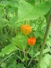 PHYSALIS.jpg