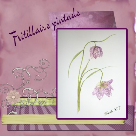 fitillairepintade3.jpg
