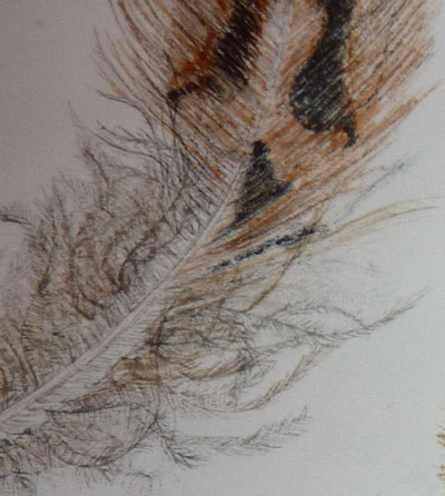 DETAIL-PLUME.jpg