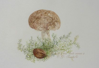 champignon.jpg
